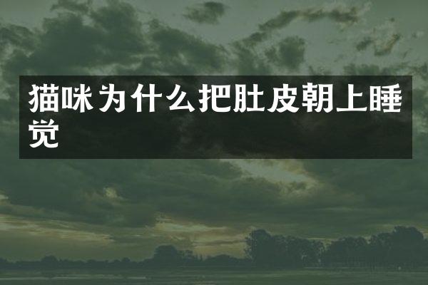 猫咪为什么把肚皮朝上睡觉