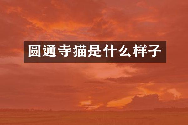 圆通寺猫是什么样子