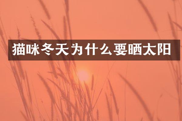 猫咪冬天为什么要晒太阳