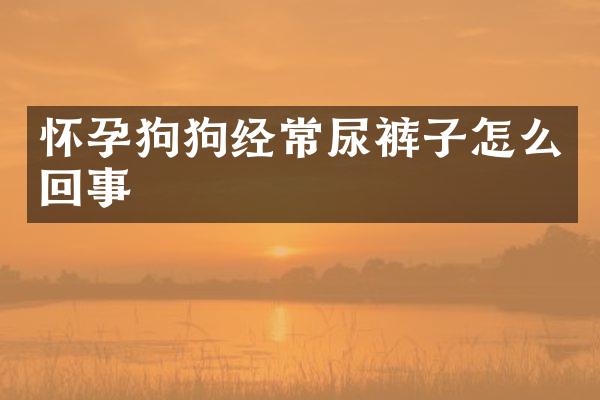 怀孕狗狗经常尿裤子怎么回事