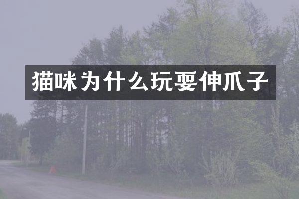 猫咪为什么玩耍伸爪子