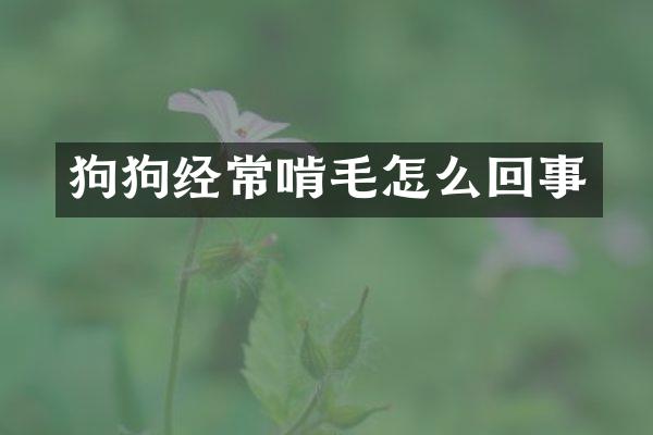 狗狗经常啃毛怎么回事