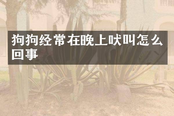 狗狗经常在晚上吠叫怎么回事