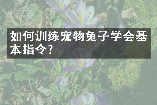 如何训练宠物兔子学会基本指令？