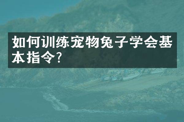 如何训练宠物兔子学会基本指令？