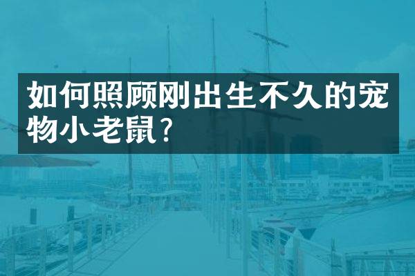 如何照顾刚出生不久的宠物小老鼠？