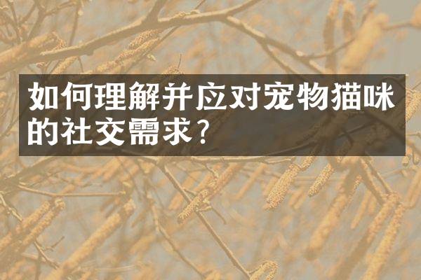 如何理解并应对宠物猫咪的社交需求？