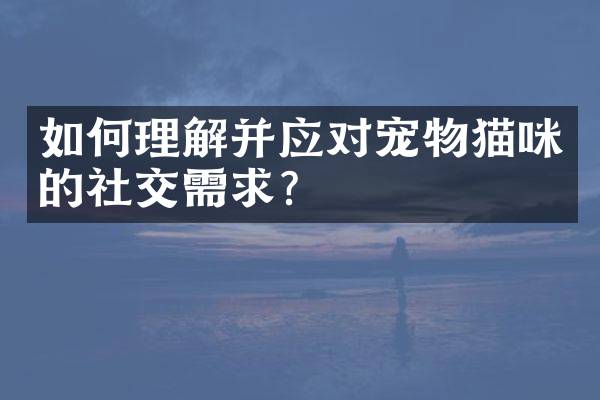 如何理解并应对宠物猫咪的社交需求？