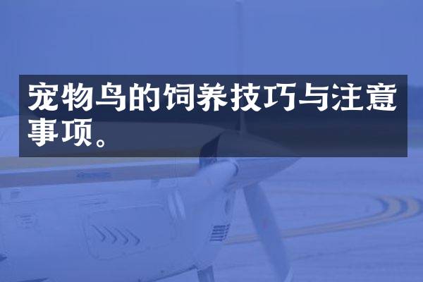 宠物鸟的饲养技巧与注意事项。