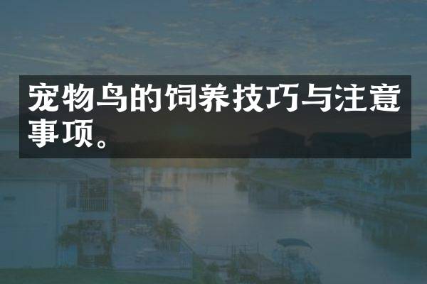宠物鸟的饲养技巧与注意事项。