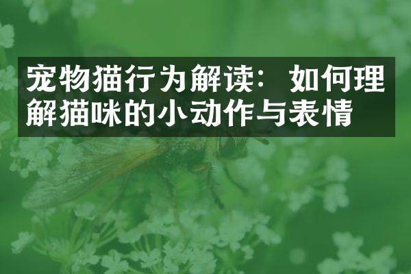 宠物猫行为解读：如何理解猫咪的小动作与表情？