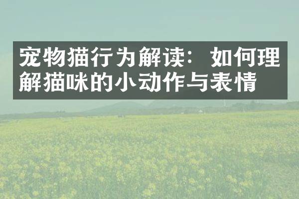 宠物猫行为解读：如何理解猫咪的小动作与表情？