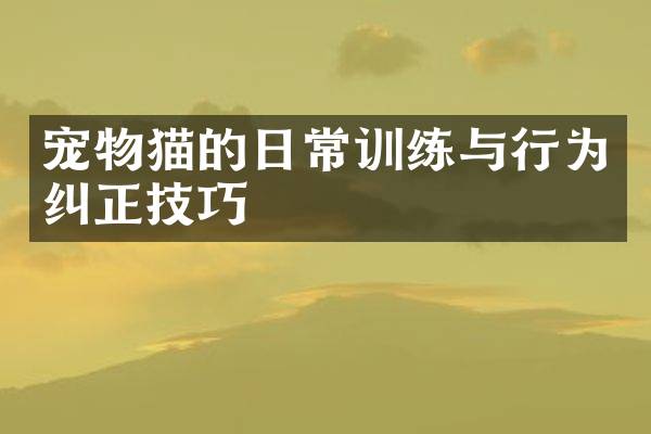宠物猫的日常训练与行为纠正技巧