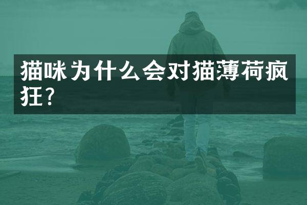猫咪为什么会对猫薄荷疯狂？
