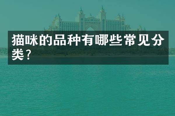猫咪的品种有哪些常见分类？