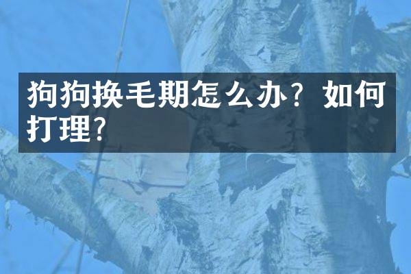 狗狗换毛期怎么办？如何打理？