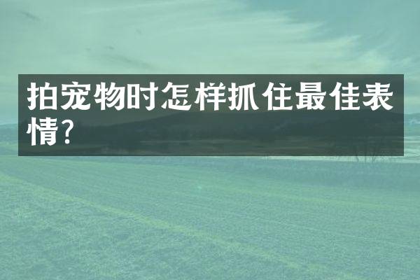 拍宠物时怎样抓住最佳表情？