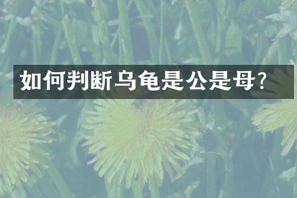 如何判断乌龟是公是母？