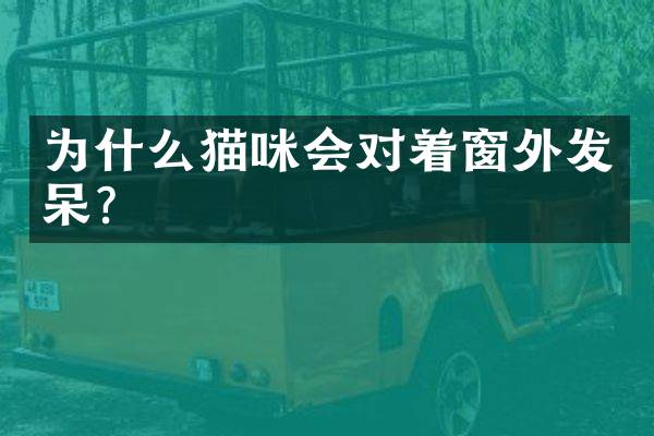 为什么猫咪会对着窗外发呆？