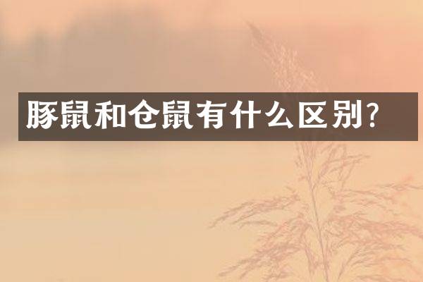 豚鼠和仓鼠有什么区别？