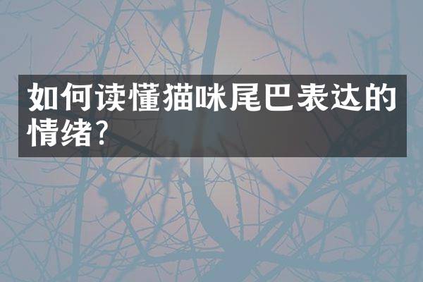 如何读懂猫咪尾巴表达的情绪？