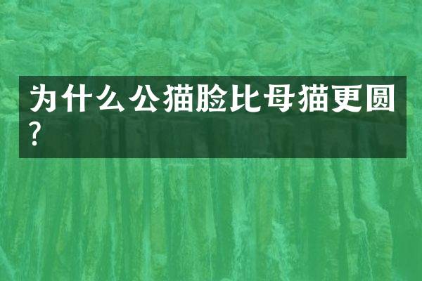 为什么公猫脸比母猫更圆？