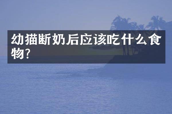 幼猫断奶后应该吃什么食物？