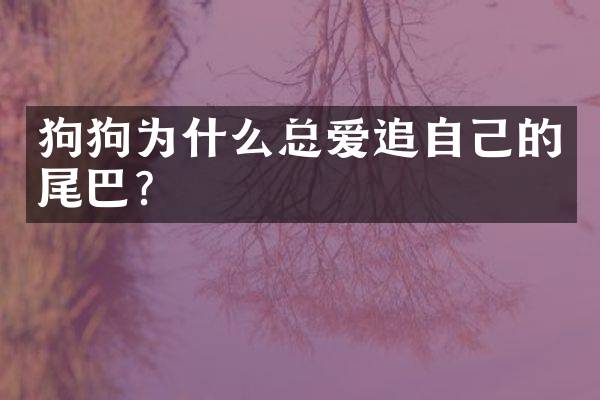 狗狗为什么总爱追自己的尾巴？