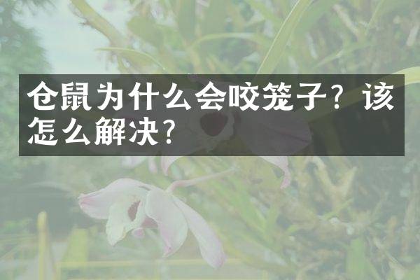 仓鼠为什么会咬笼子？该怎么解决？