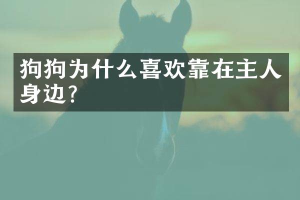 狗狗为什么喜欢靠在主人身边？