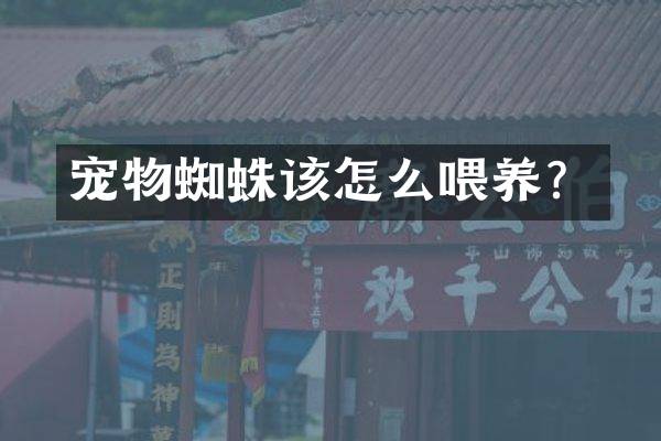 宠物蜘蛛该怎么喂养？