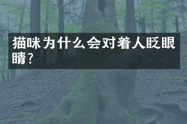 猫咪为什么会对着人眨眼睛？