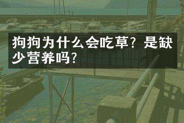 狗狗为什么会吃草？是缺少营养吗？