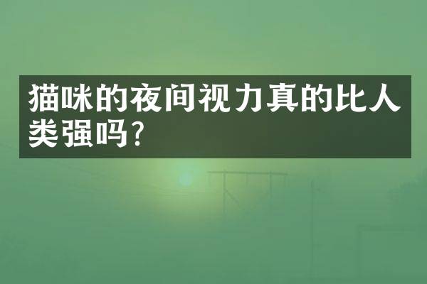 猫咪的夜间视力真的比人类强吗？