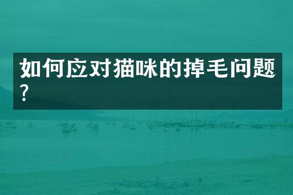 如何应对猫咪的掉毛问题？