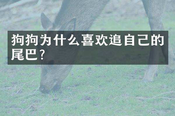 狗狗为什么喜欢追自己的尾巴？