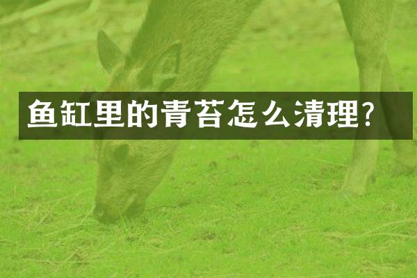 鱼缸里的青苔怎么清理？