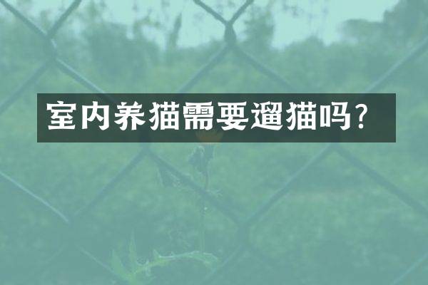 室内养猫需要遛猫吗？