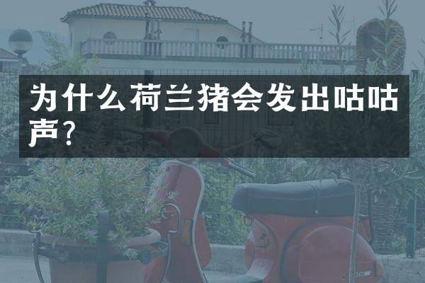 为什么荷兰猪会发出咕咕声？