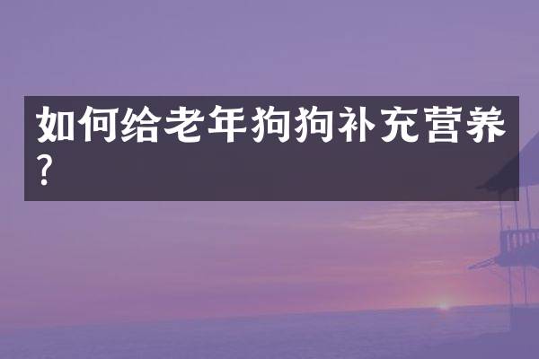 如何给老年狗狗补充营养？