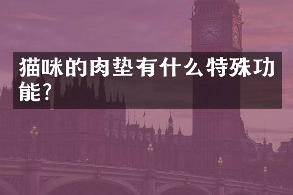 猫咪的肉垫有什么特殊功能？