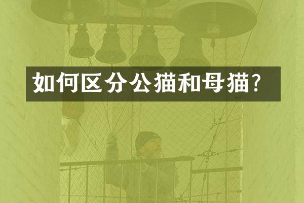 如何区分公猫和母猫？