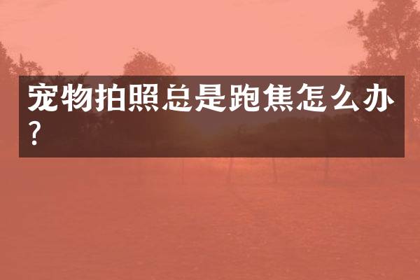 宠物拍照总是跑焦怎么办？