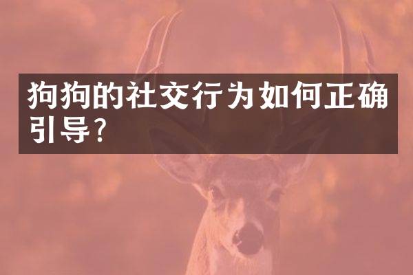 狗狗的社交行为如何正确引导？