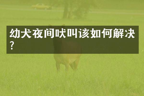 幼犬夜间吠叫该如何解决？