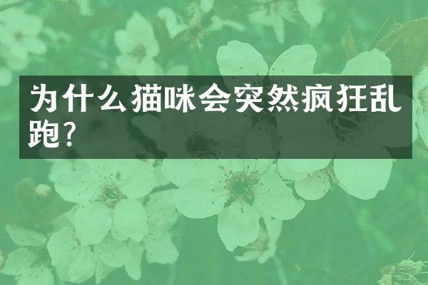 为什么猫咪会突然疯狂乱跑？