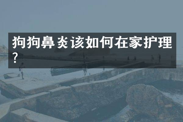 狗狗鼻炎该如何在家护理？