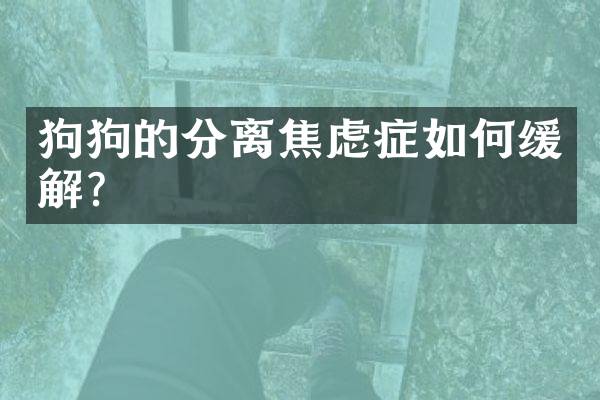 狗狗的分离焦虑症如何缓解？