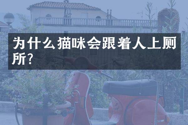 为什么猫咪会跟着人上厕所？