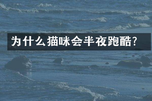 为什么猫咪会半夜跑酷？